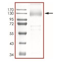 The purity of nCoV-S1 (T95I, G142D, E154K, L452R, E484Q, D614G, P681R) was determined to be >90% by densitometry
